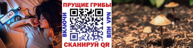 Галлюциногенные грибы мицелий Богданович
